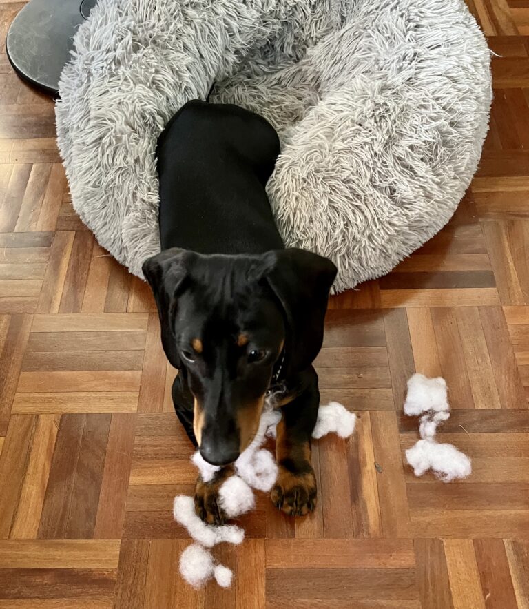 Snoopy the Dachshund